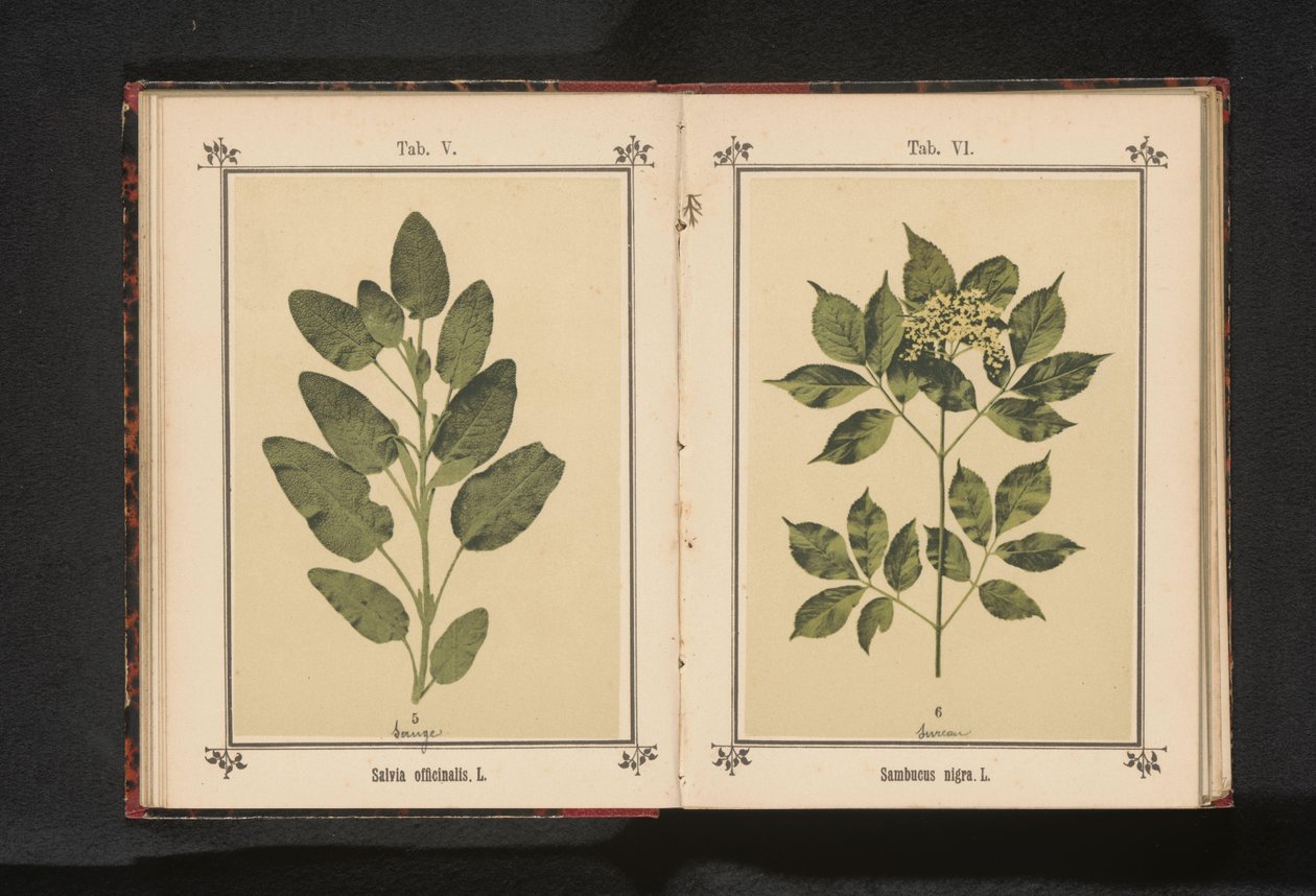 Gren av en vanlig äldre Sambucus nigra. L. (titel på objekt) av Anonymous