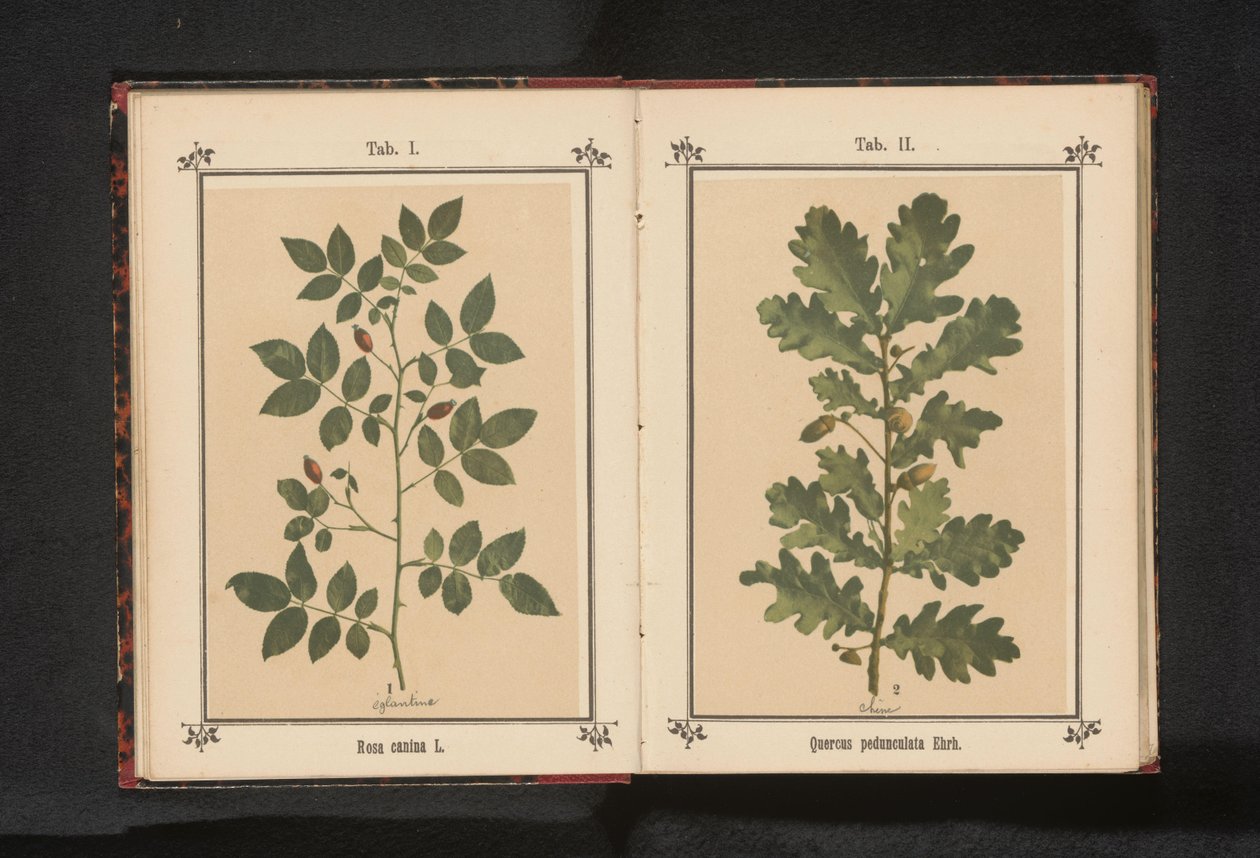 Gren av en hundros Rosa canina (titel på objekt) av Anonymous