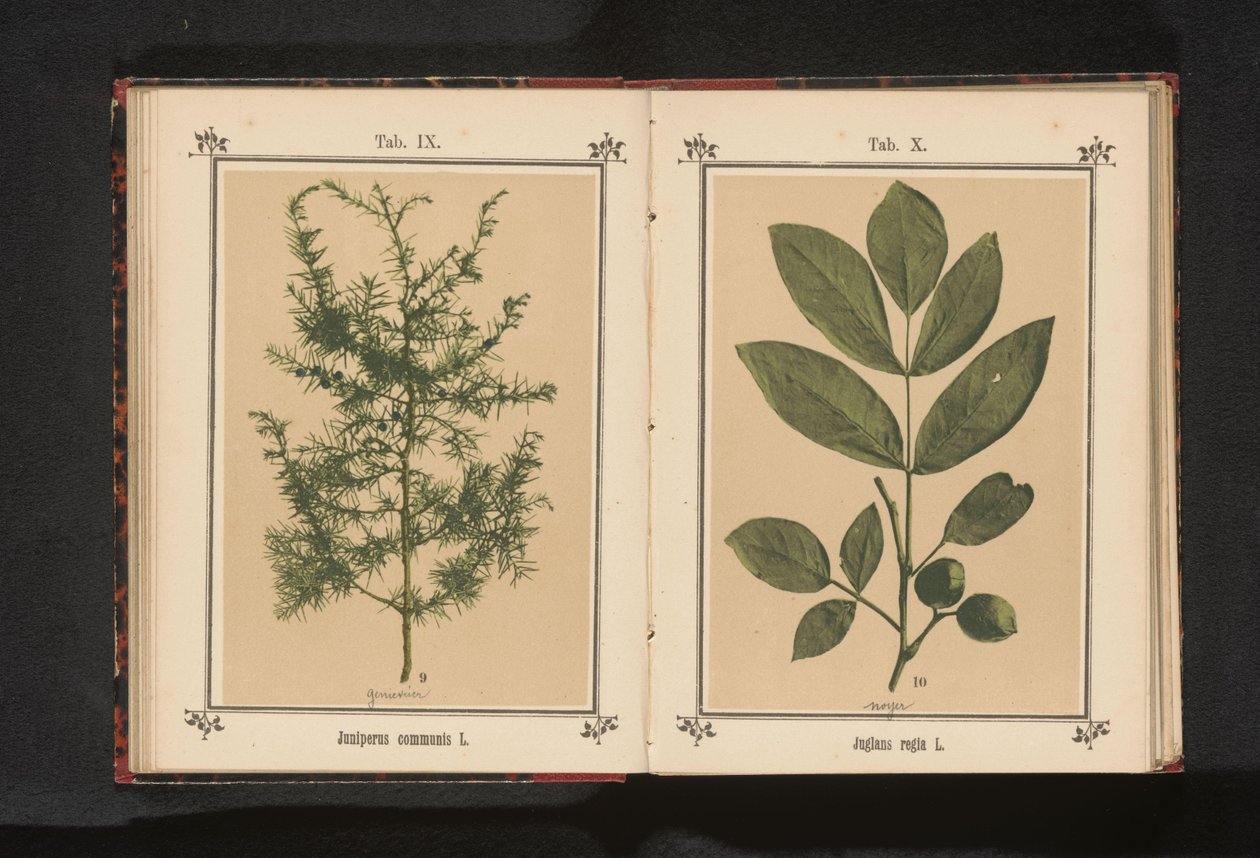 En gren av en enbär Juniperus communis L. (titel på objekt) av Anonymous