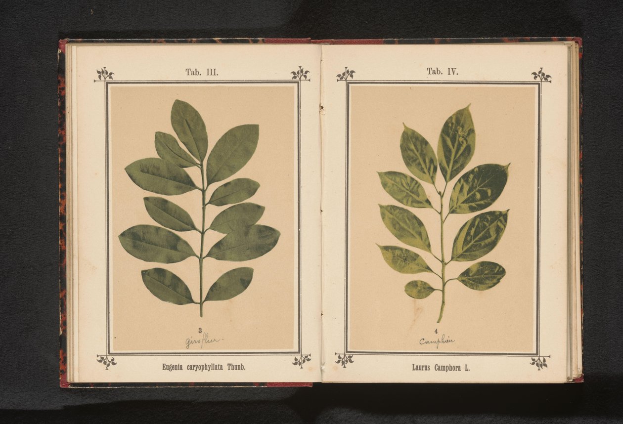 Gren av ett kryddnejlikaträd Eugenia caryophyllata Thunb. (titel på objekt) av Anonymous