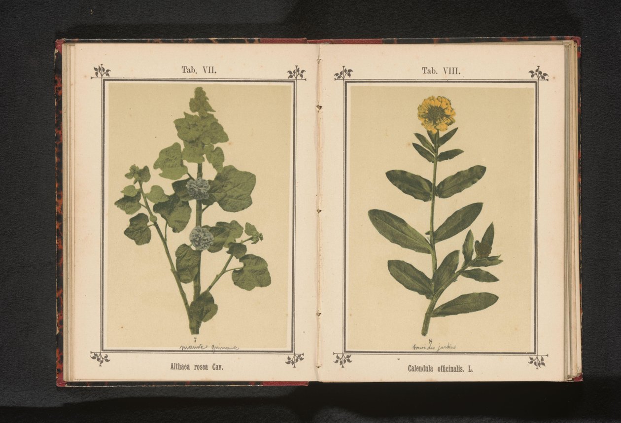 Gren av en stockros Althaea rosea Cav. (titel på objekt) av Anonymous