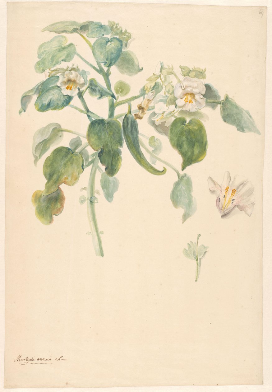 Vit kattklogren med pistill och blomdetaljer av Anonymous