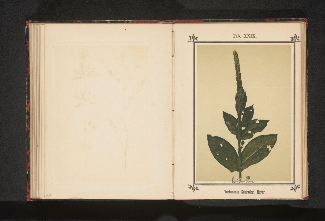 Toorts Verbascum Schraderi Meyer (titel på objekt) av Anonymous