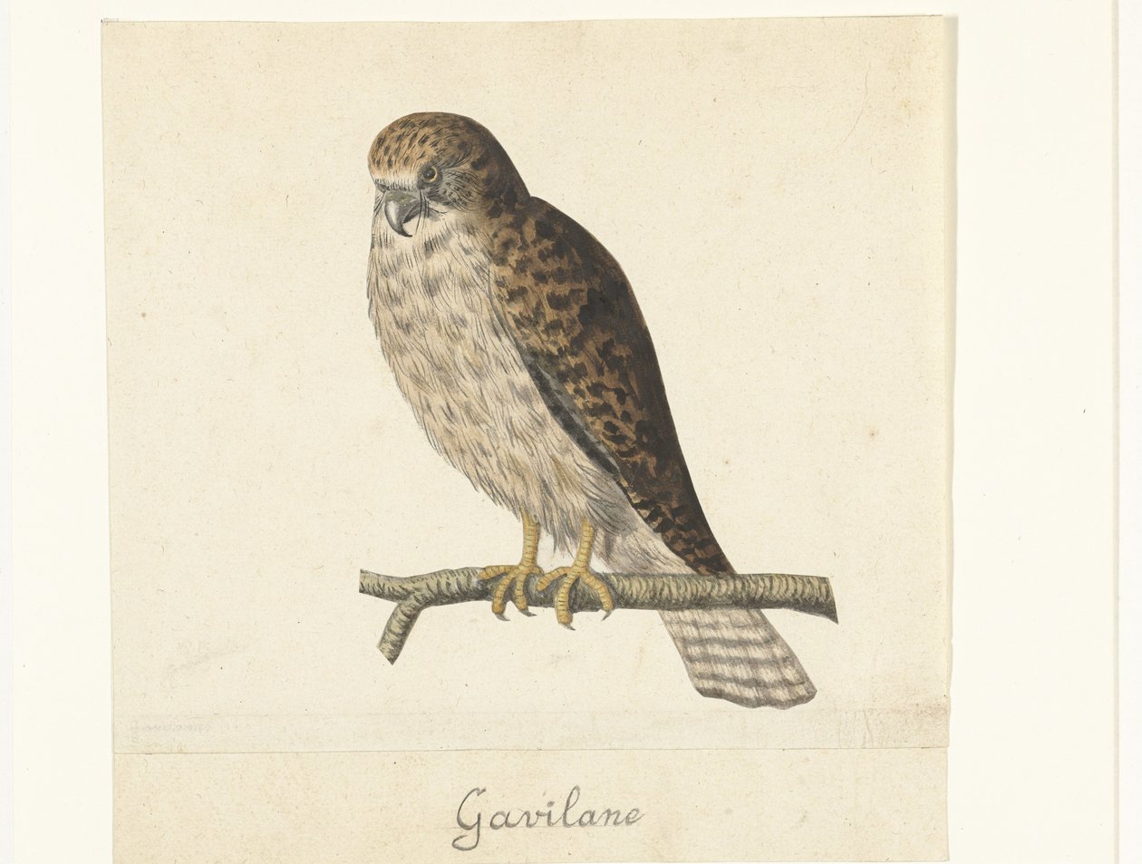 Torenvalk Gavilane (titel på objekt) Lombard album (serietitel) av Anonymous