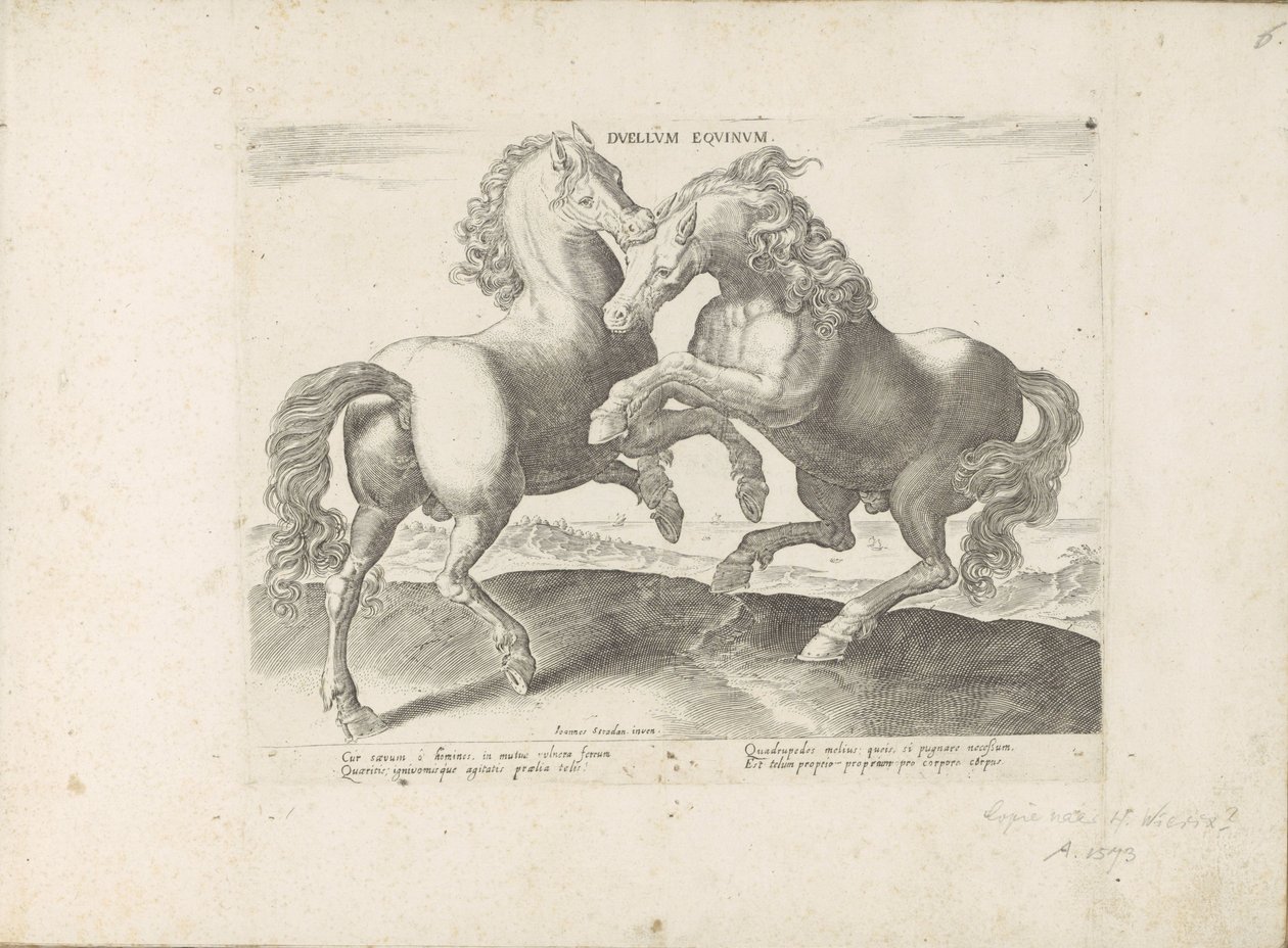 Två vechtende paarden Horse Duell (titel på objekt) Hästen, där alla typer av adelsmän: beteendet hos hästar som skiljer sig från olika delar av världen utvalda (...) (serietitel på objekt) av Anonymous