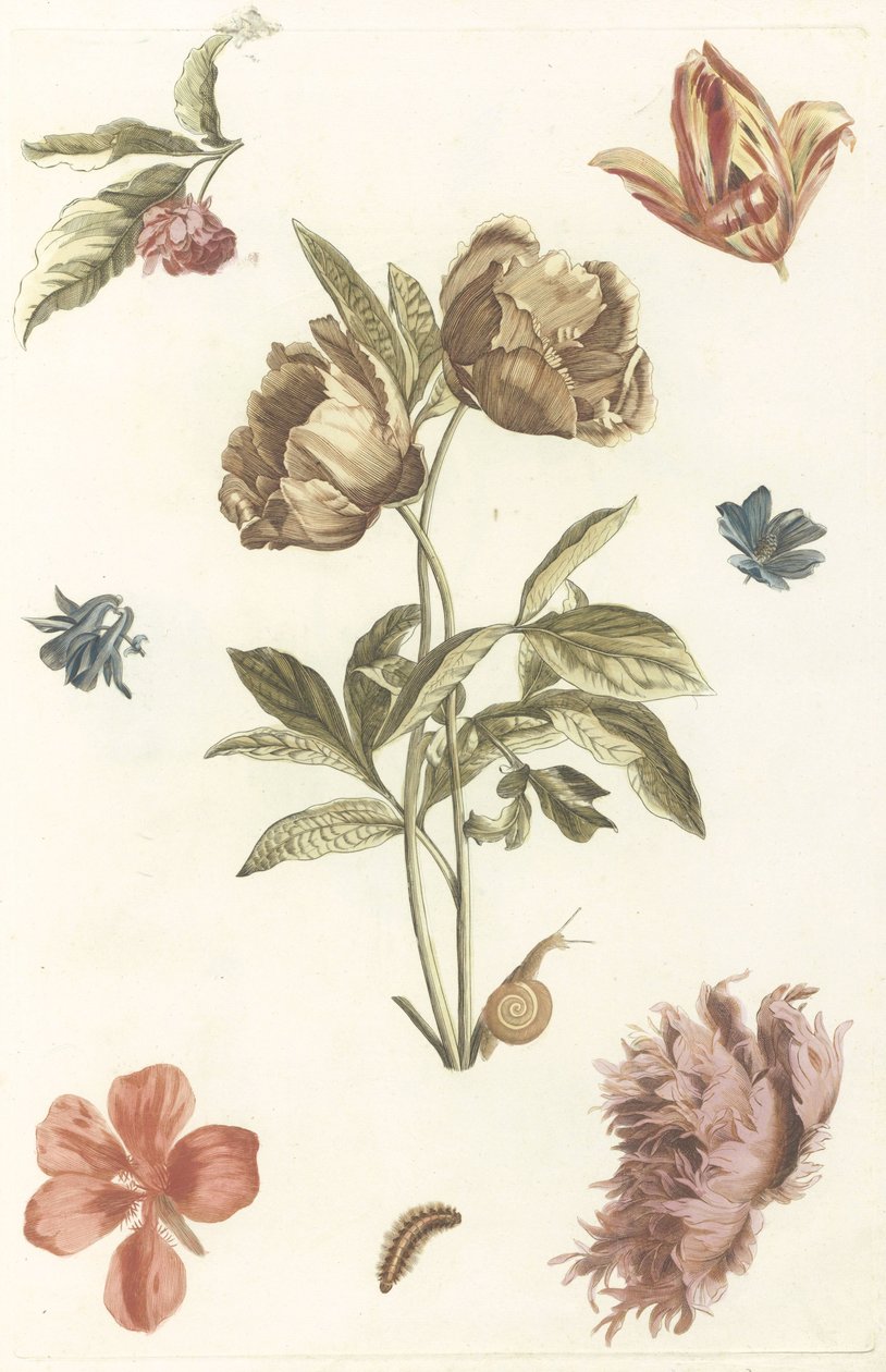 Olika blommor och en larv av Anonymous