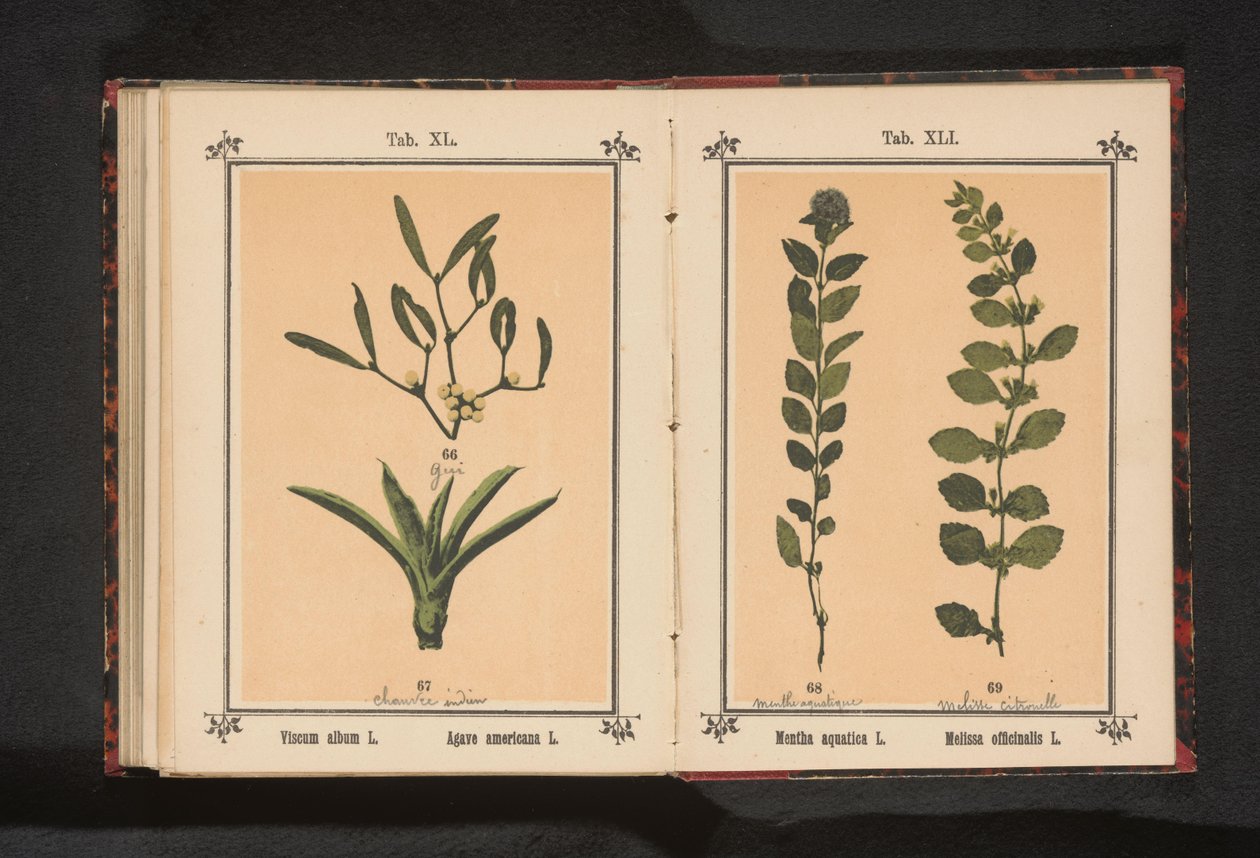 Vatten mynta och citronmeliss Mentha aquatica L. Melissa officinalis L. (titel på objekt) av Anonymous