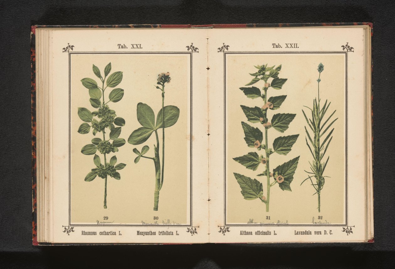 Wedgedoorn och vattentorka löv Rhamnus cathartica L. Menyanthes trifoliata L. (titel på objekt) av Anonymous