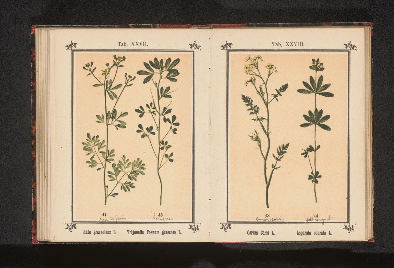 Wijnruit en fenegriek Ruta graveolens L. Trigonella Foenum graecum L. (titel på objekt) av Anonymous