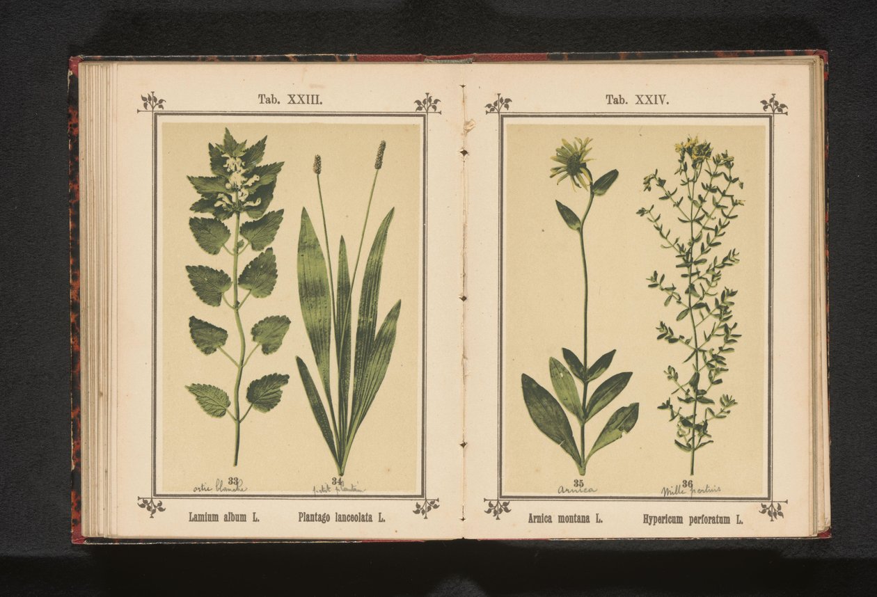 Vit död nässla och smal groblad Lamium album L. Plantago lanceolata L. (titel på objekt) av Anonymous