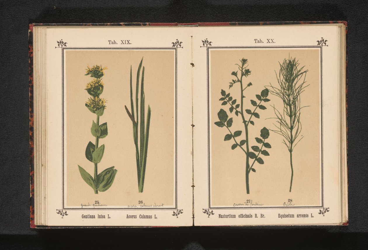 Vit vattenkrasse och åkerfräken Nasturtium officinale R. Br. Equisetum arvense L. (titel på objekt) av Anonymous