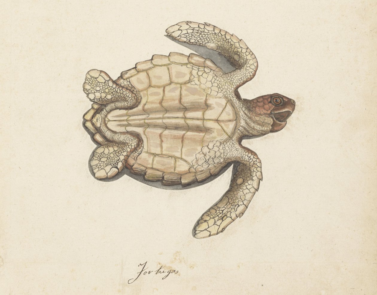 Havssköldpadda Tortugas (titel på objekt) Lombard album (serietitel) av Anonymous