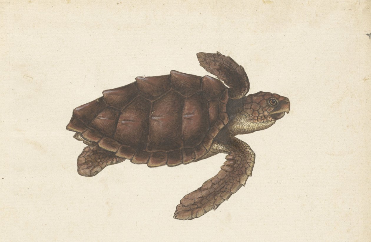 Zeeschildpad Tortugas - Eretmochelys imbricata / Hawksbill Turtle / karetschildpad (titel på objekt) Lombard album (serietitel) av Anonymous