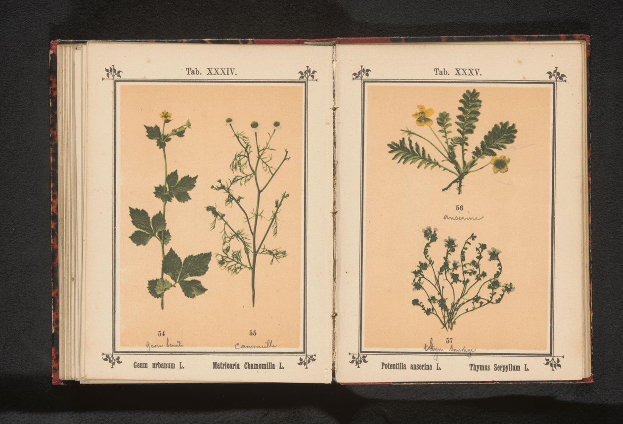 Silvergräs och lite timjan Potentilla anserina L. Thymus Serpyllum L. (titel på objekt) av Anonymous