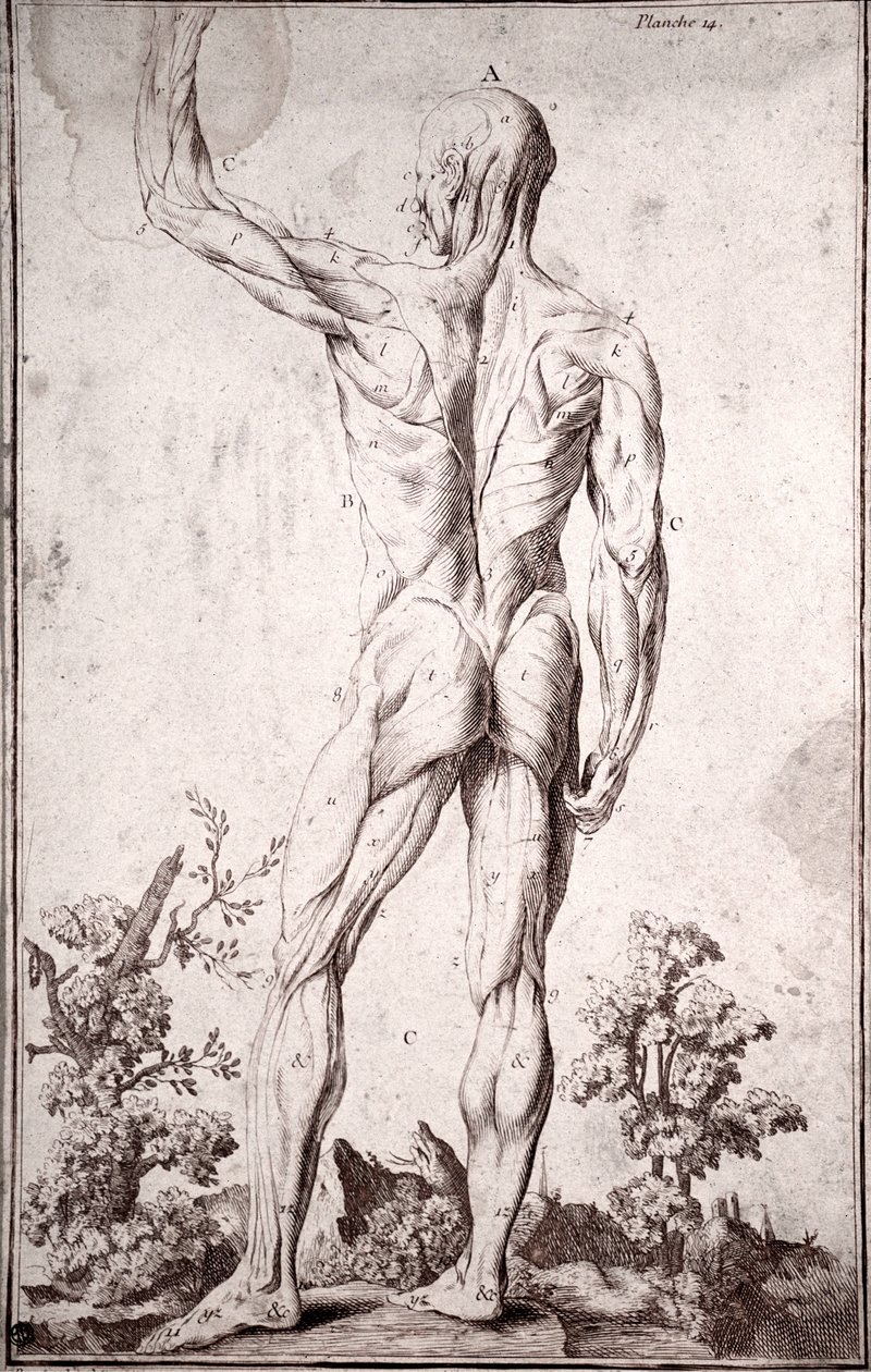 Anatomisk studie av det mänskliga muskelsystemet (gravyr av Anonymous Anonymous