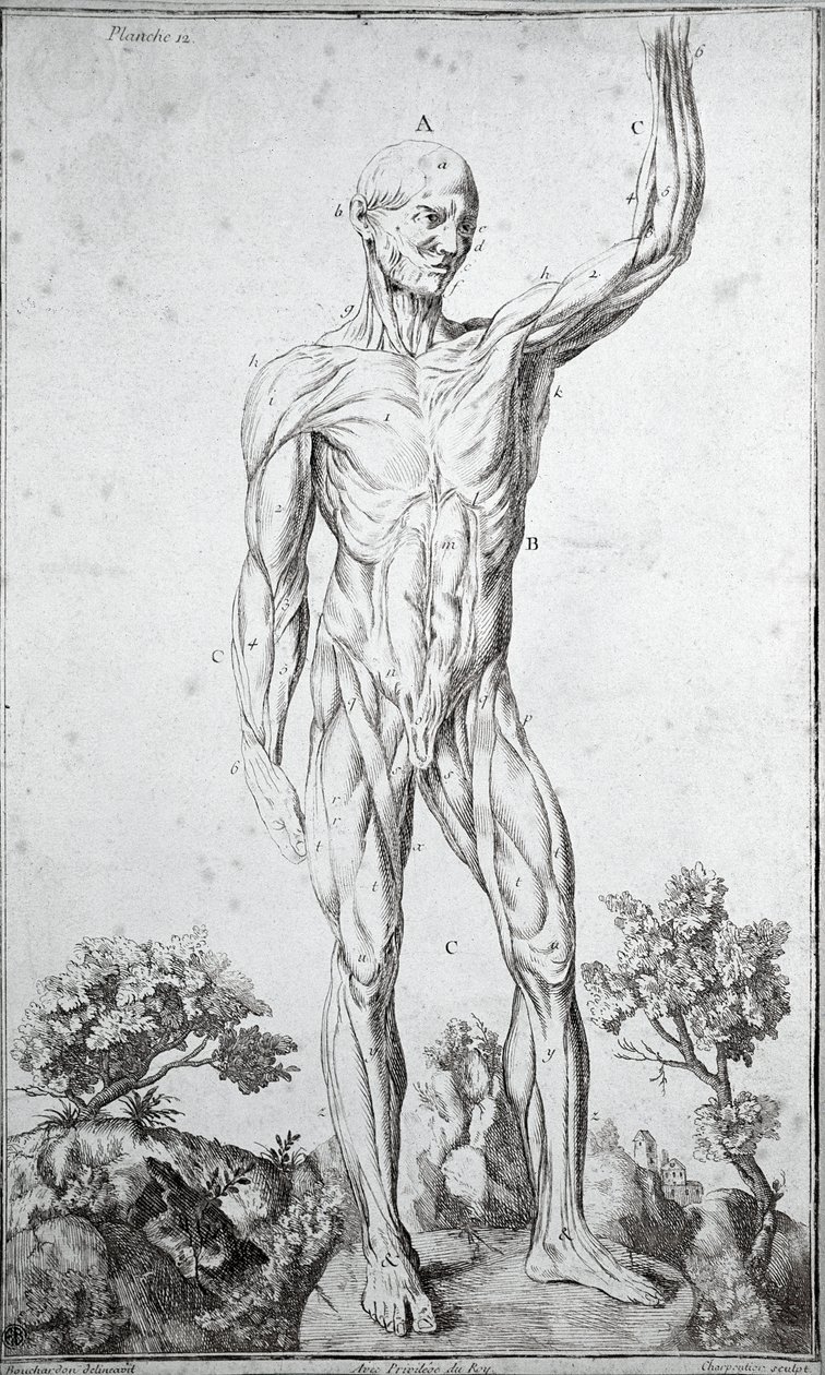 Anatomisk studie av det mänskliga muskelsystemet (gravyr av Anonymous Anonymous