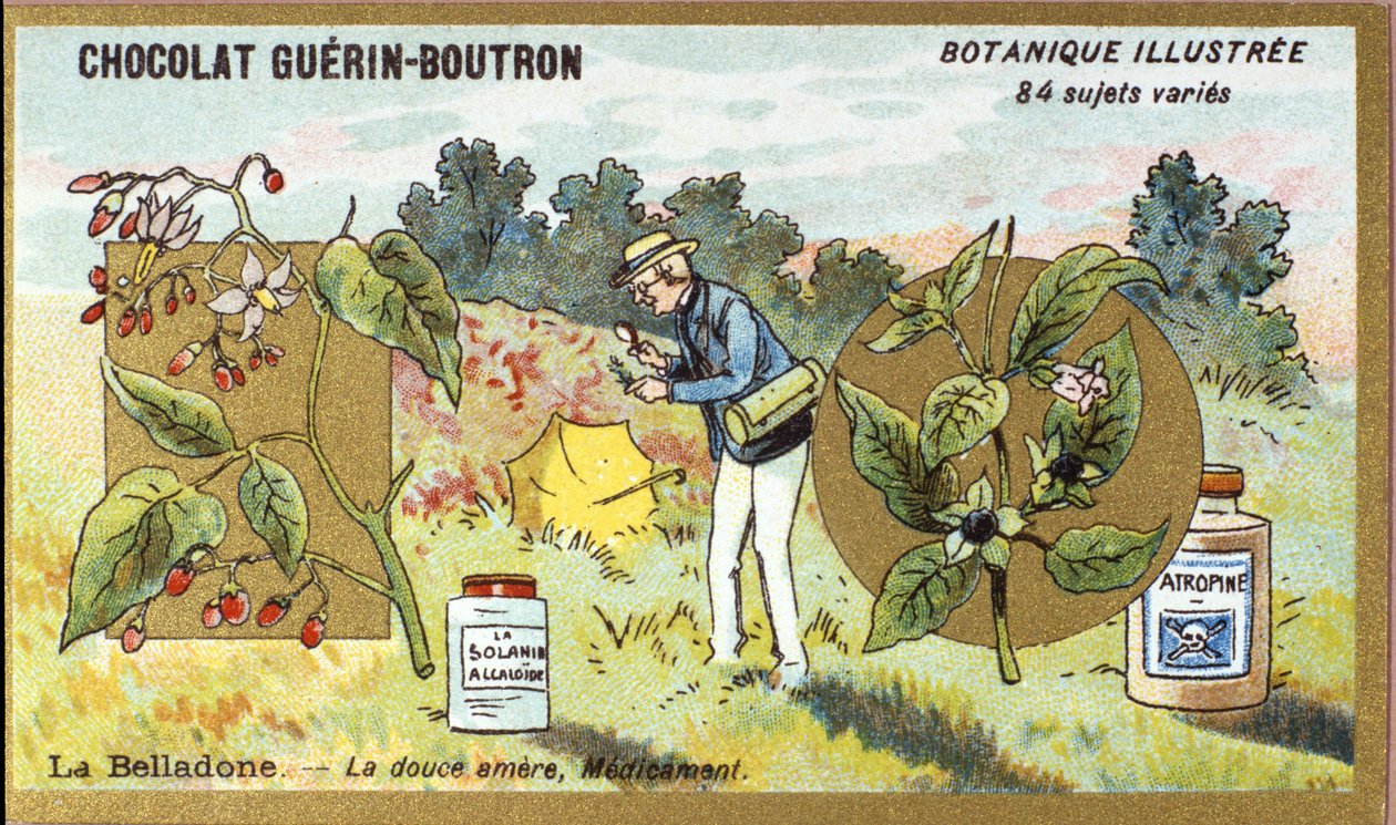 Belladonna: den söta bittra, medicin. Gravyr (kromo). Reklamkromolitografi för Guerin-Boutron-choklad, sent 1800-tal. Illustree Botanical Series. av Anonymous Anonymous