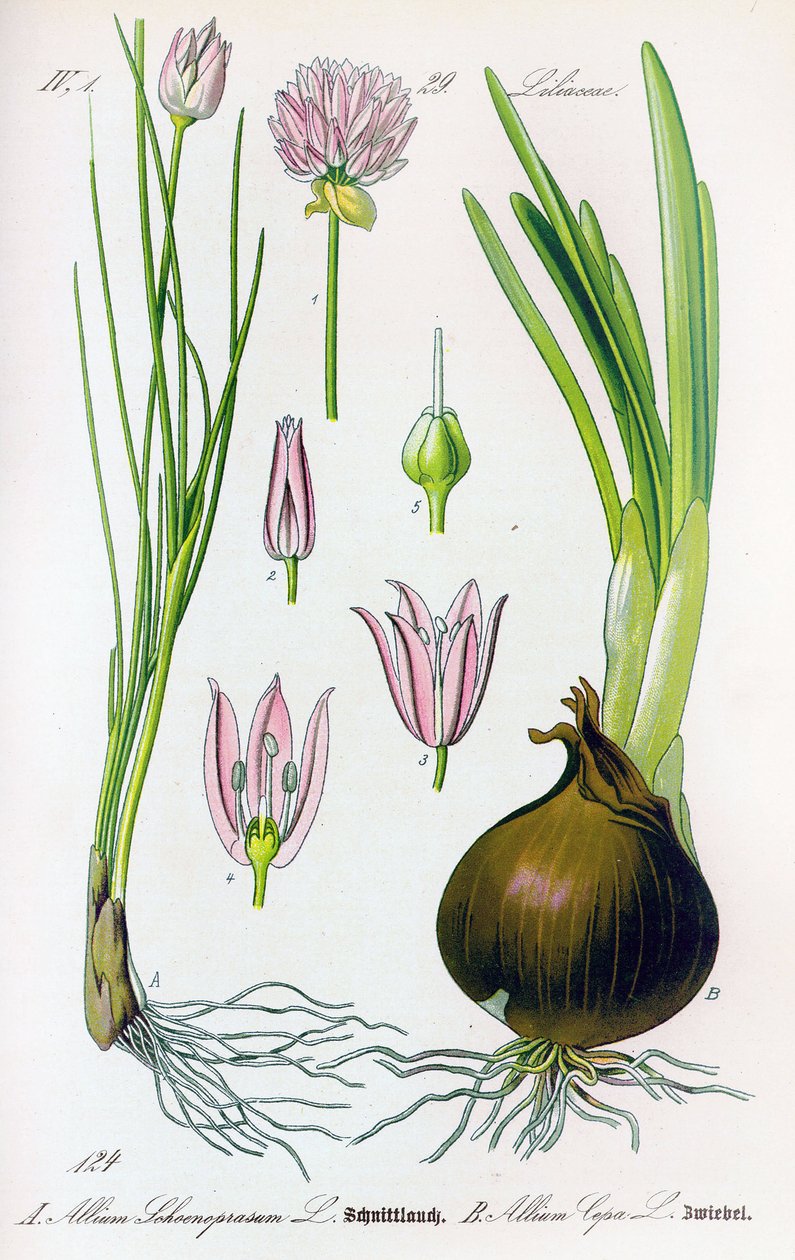 Botanisk tavla: Allium schoenoprasum (gräslök) och allium cepa (lök). Tavla 29. Privat samling av Anonymous Anonymous