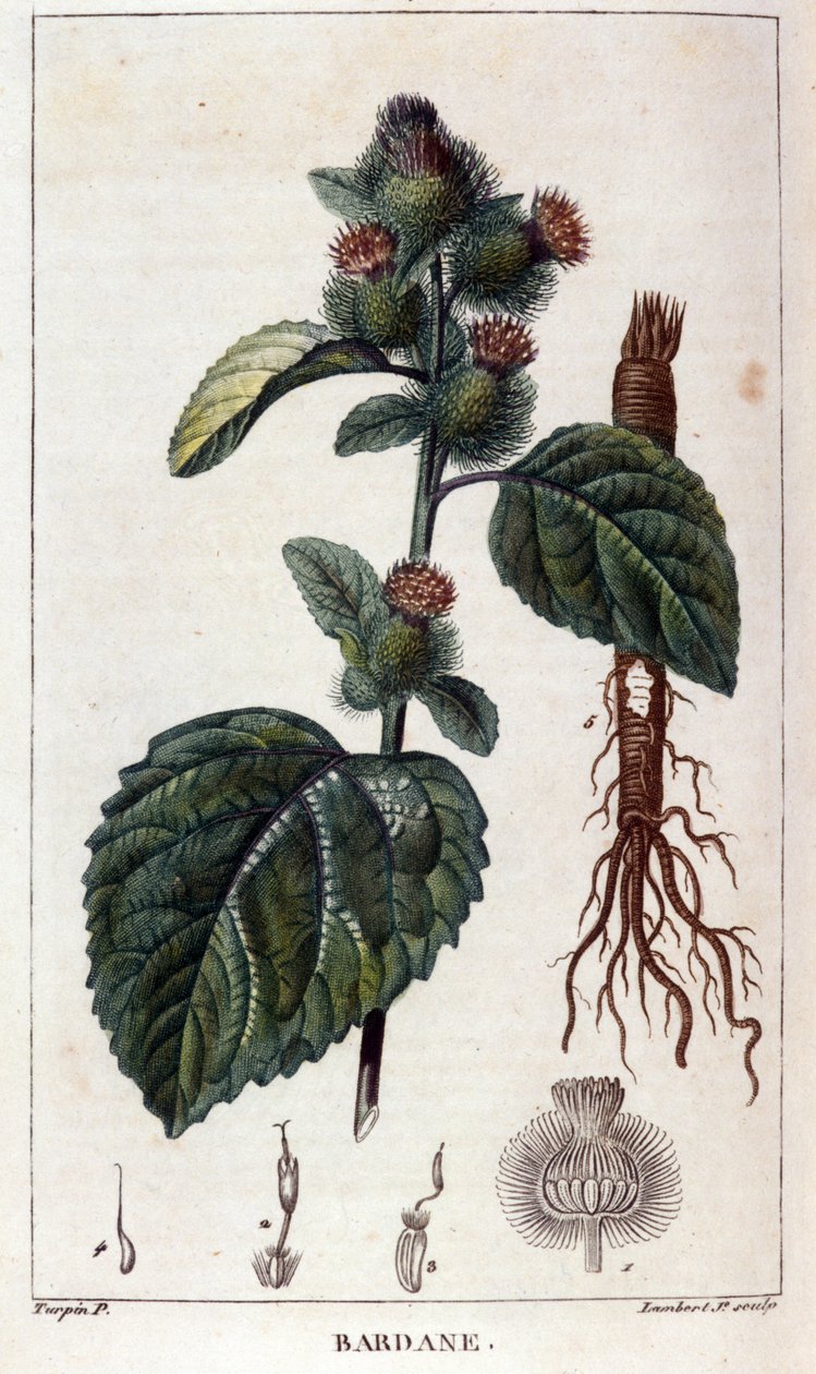 Botanisk tavla: kardborre (arctium). 1800-tals färgstick. av Anonymous Anonymous