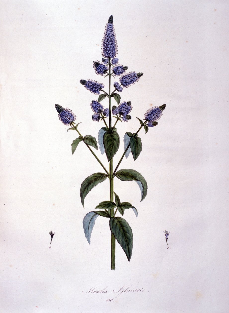 Botanisk tavla: vild mynta (mentha sylvestris). 1800-talsgravyr. av Anonymous Anonymous
