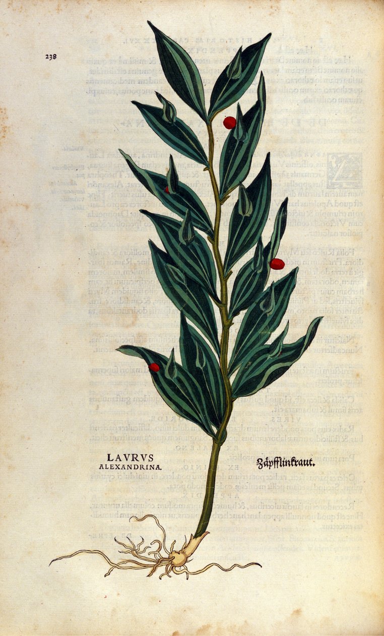 Botanisk platta: laurus alexandrina (Laurier d