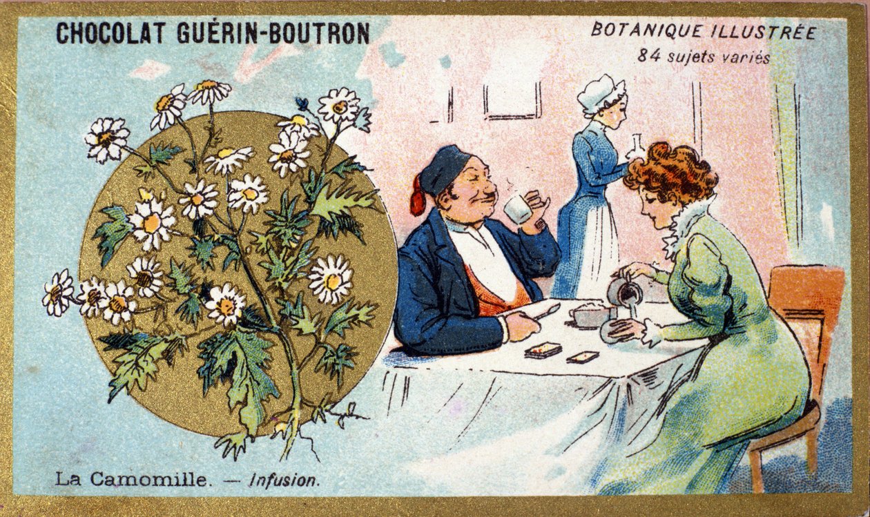 Kamomill: infusion. Gravyr (kromo). Reklamkromolitografi för Guerin-Boutron-choklad, sent 1800-tal. Illustree Botanical Series. av Anonymous Anonymous