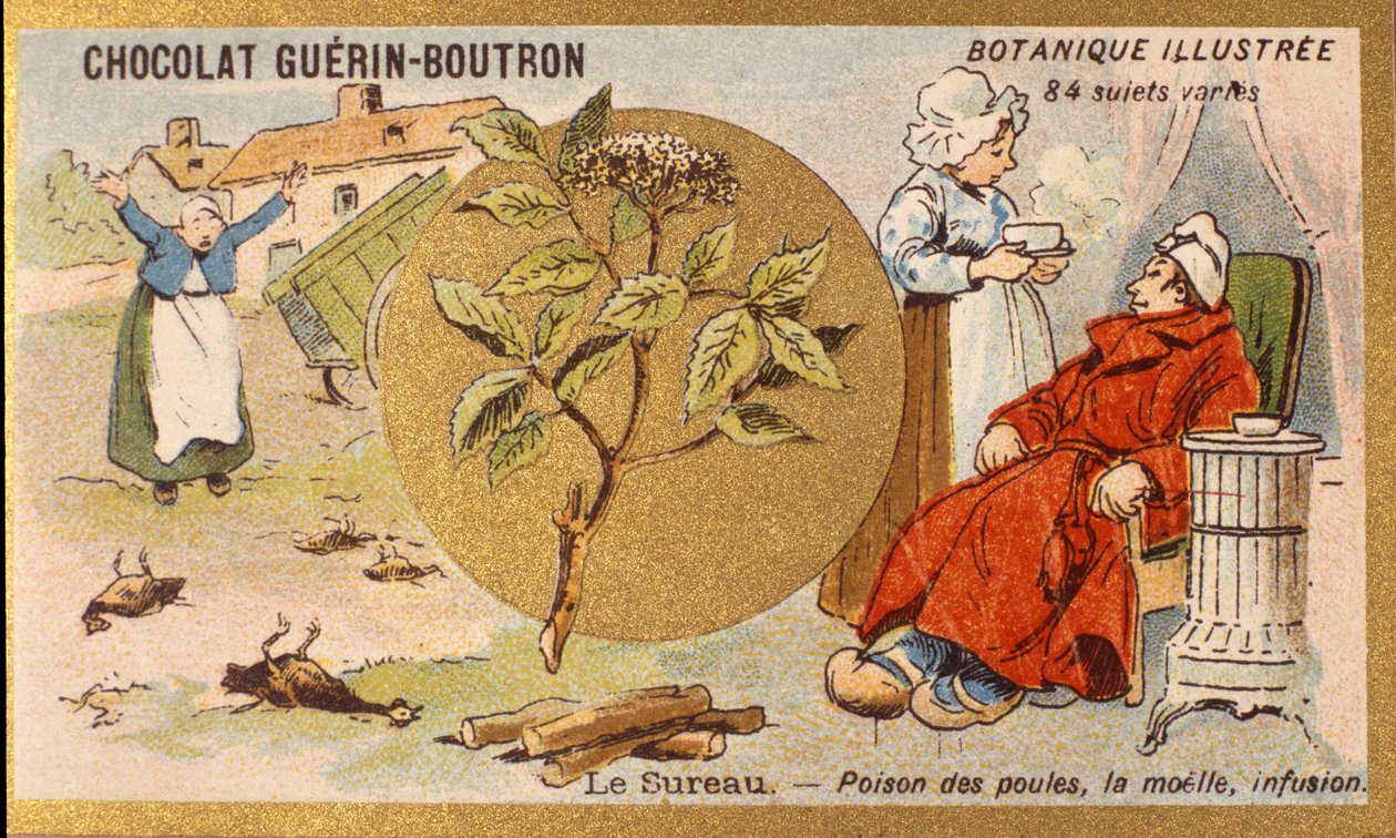 Fläder: gift för höns, märg, infusion. Gravyr (kromo). Reklamkromolitografi för Guerin-Boutron-choklad, sent 1800-tal. Illustree Botanical Series. av Anonymous Anonymous