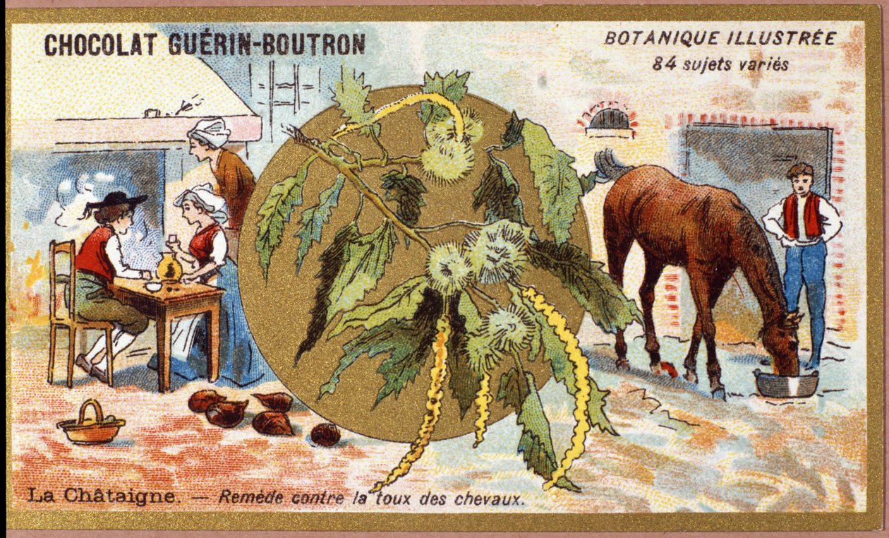 La Chestaigne: bota hästens hosta. Gravyr (kromo). Reklamkromolitografi för Guerin-Boutron-choklad, sent 1800-tal. Illustree Botanical Series. av Anonymous Anonymous