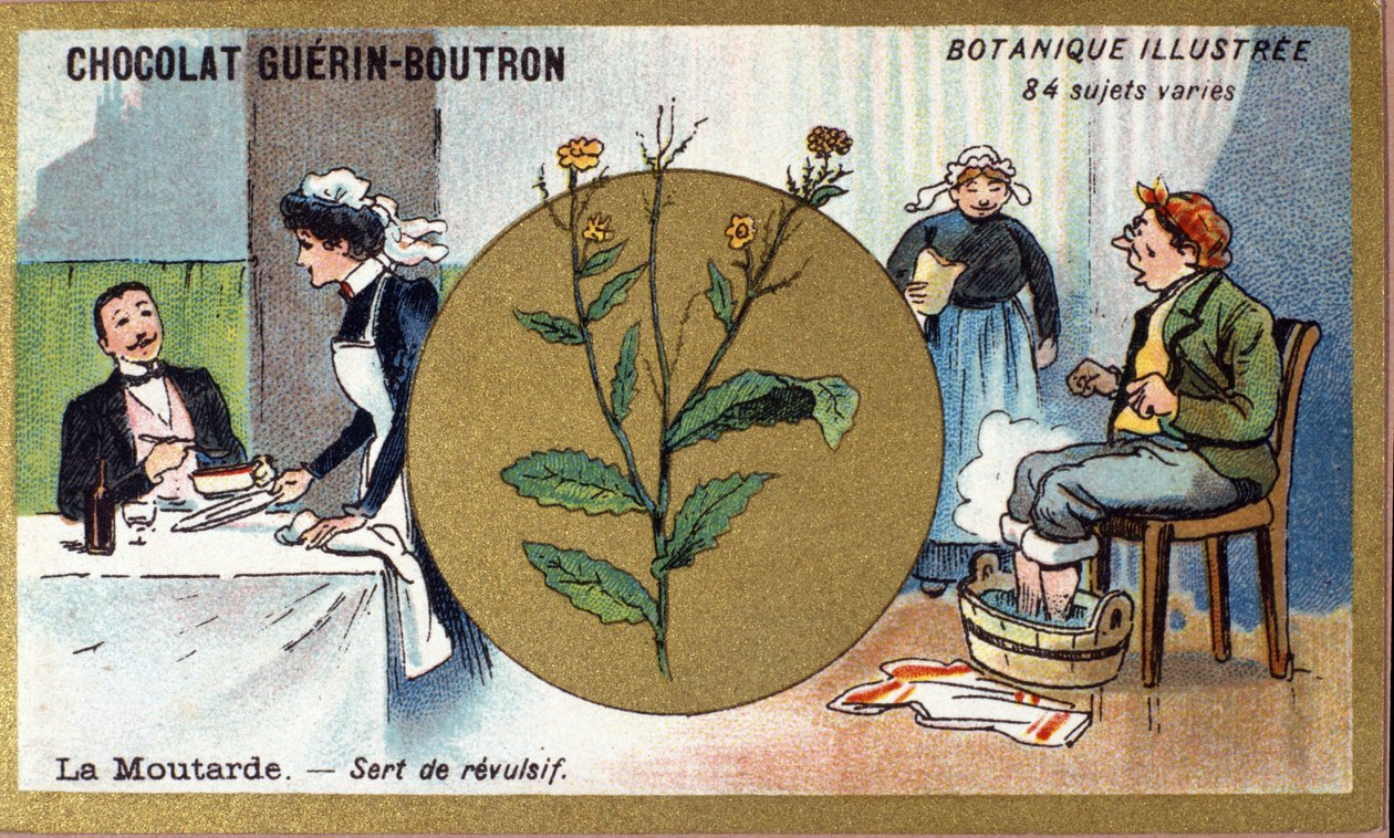 Senap fungerar som ett motbjudande. Gravyr (kromo). Reklamkromolitografi för Guerin-Boutron-choklad, sent 1800-tal. Illustree Botanical Series. av Anonymous Anonymous