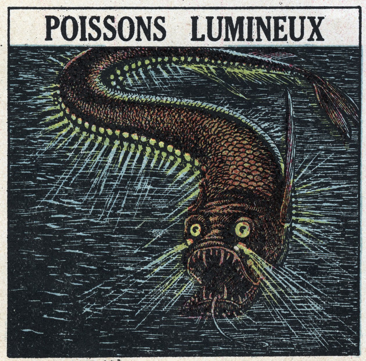 Fosforescens: lysande fisk. Anonym illustration från 1925. Privat samling. av Anonymous Anonymous