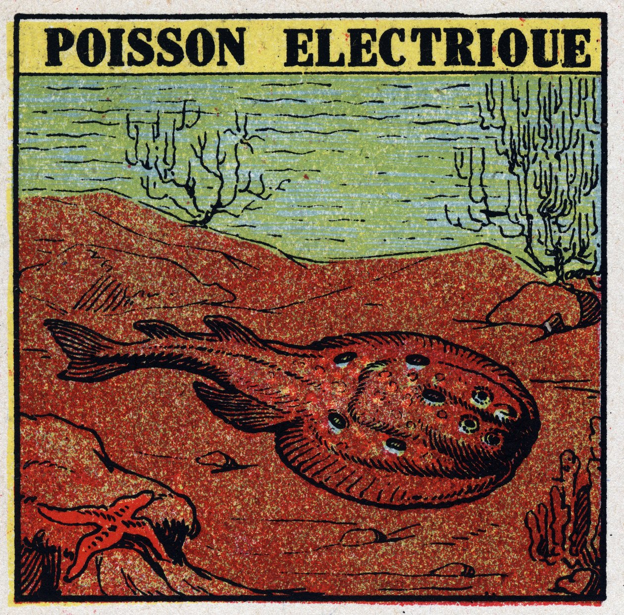 Fysiologiska effekter av elektrit: elektrisk fisk. Anonym illustration från 1925. Privat samling. av Anonymous Anonymous