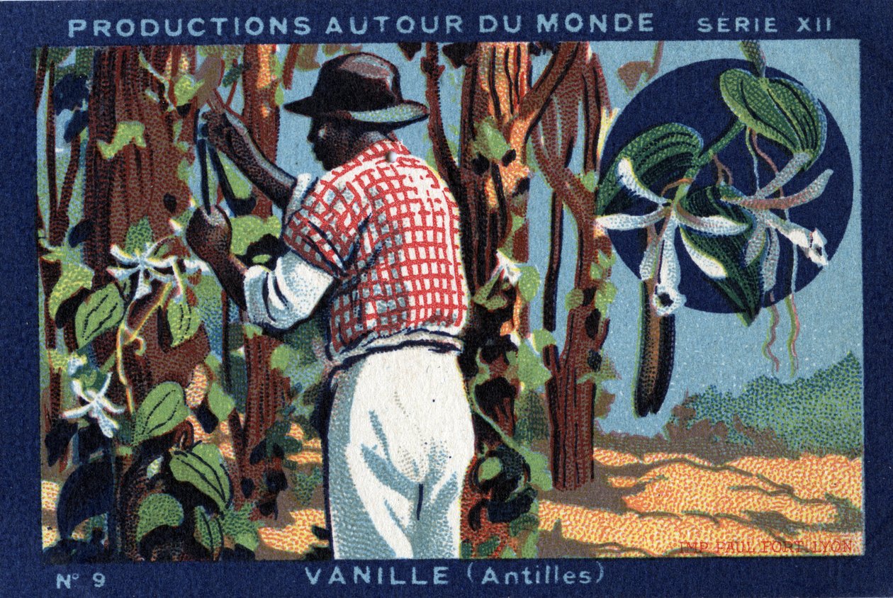 Produktioner runt om i världen: Vanilla i Västindien. Kromolitografi från 1933 i "" Joseph-Milliat Album"" av Anonymous Anonymous