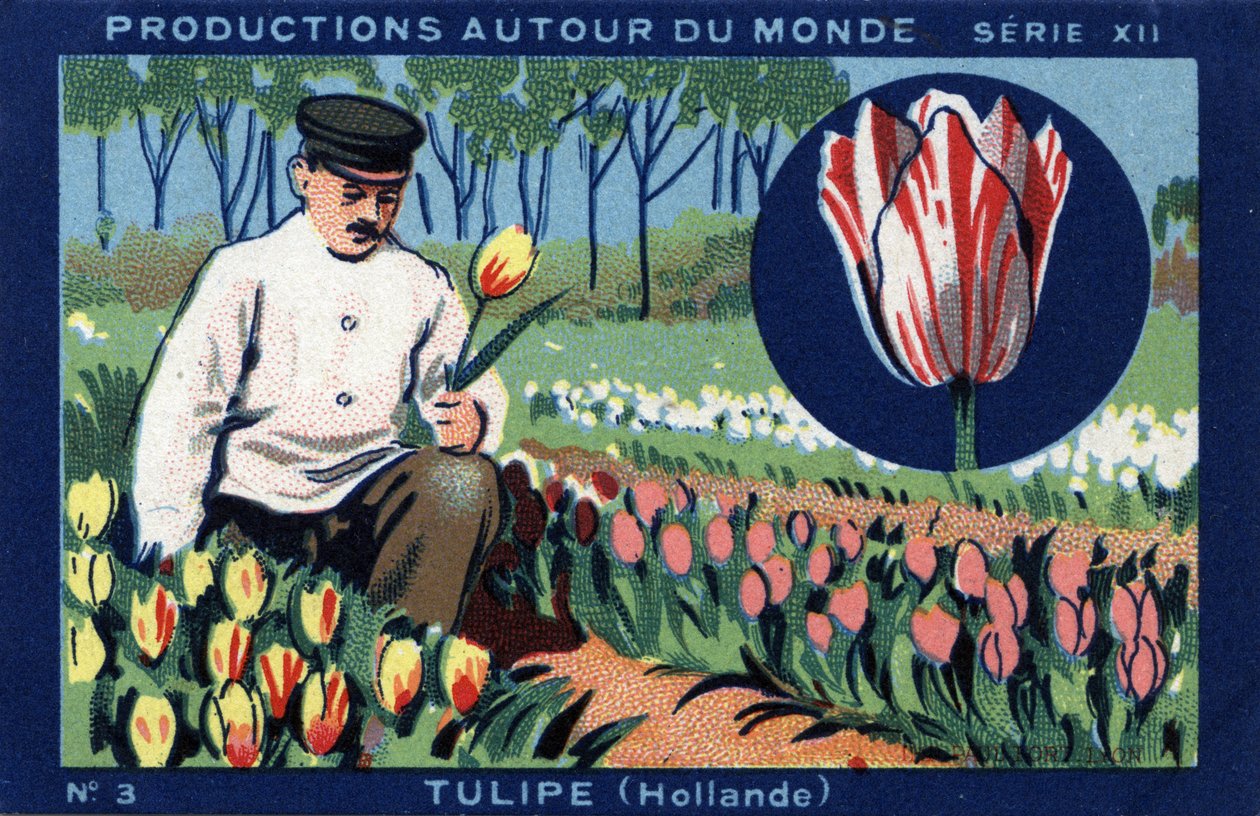 Produktioner runt om i världen: tulpan i Holland. Kromolitografi från 1933 i "" Joseph-Milliat Album"" av Anonymous Anonymous