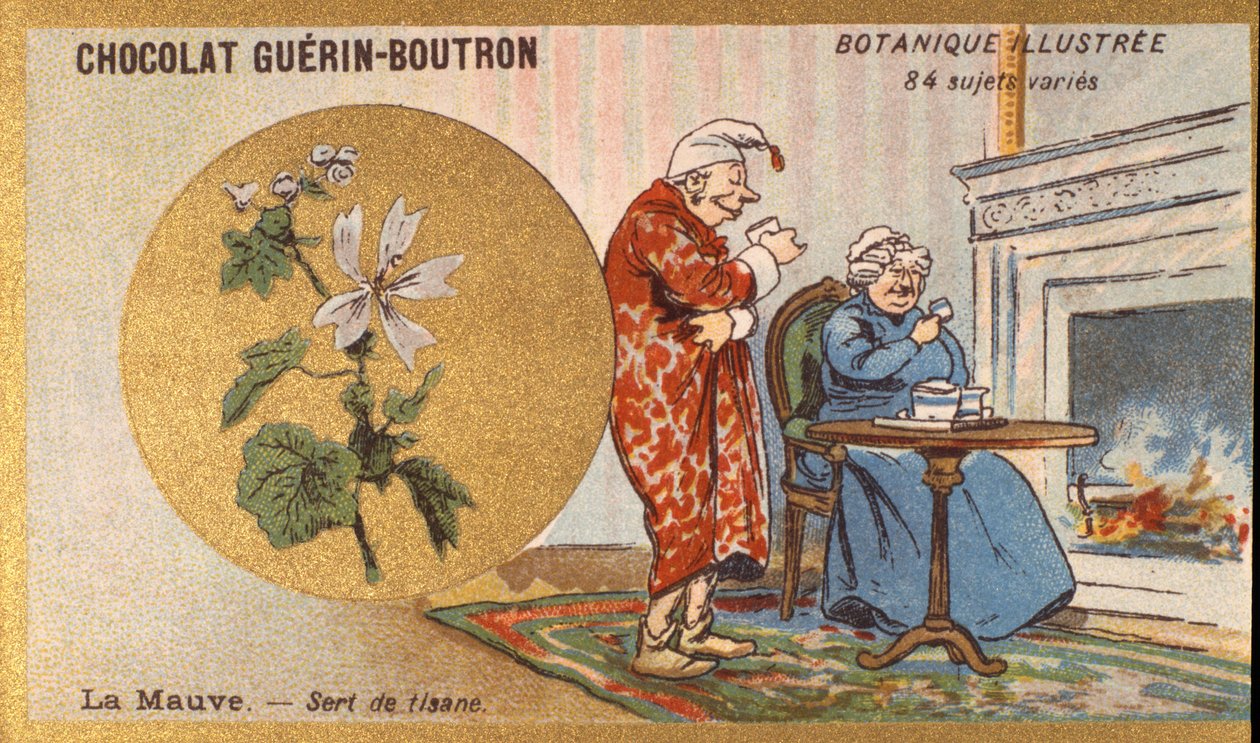 Lila är ett örtte. Gravyr (kromo). Reklamkromolitografi för Guerin-Boutron-choklad, sent 1800-tal. Illustree Botanical Series. av Anonymous Anonymous