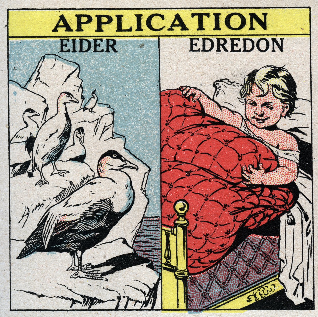 Strålning och konduktivitet: Ejderfjädrar används för att göra ejderdun eftersom de håller kvar en stor mängd luft och förhindrar konvektion. Anonym illustration från 1925. Privat samling. av Anonymous Anonymous
