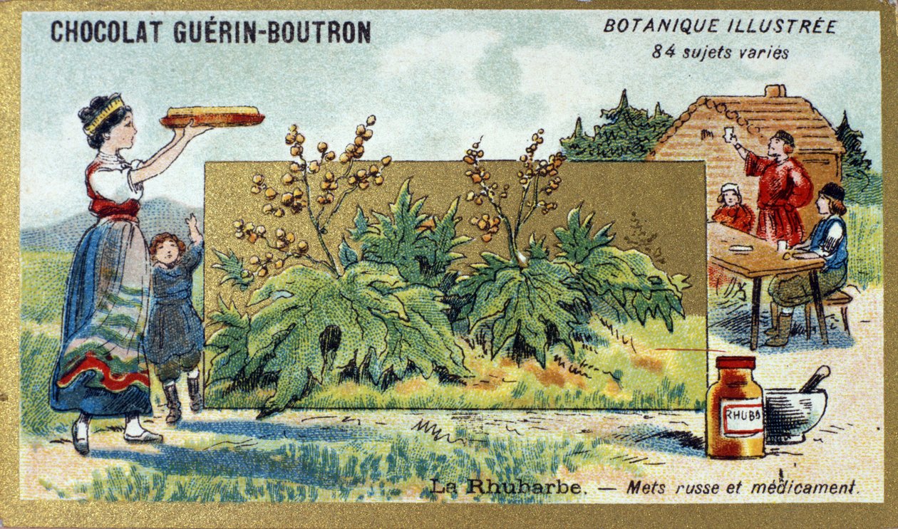 Rabarber: rysk mat och medicin. Gravyr (kromo). Reklamkromolitografi för Guerin-Boutron-choklad, sent 1800-tal. Illustree Botanical Series. av Anonymous Anonymous