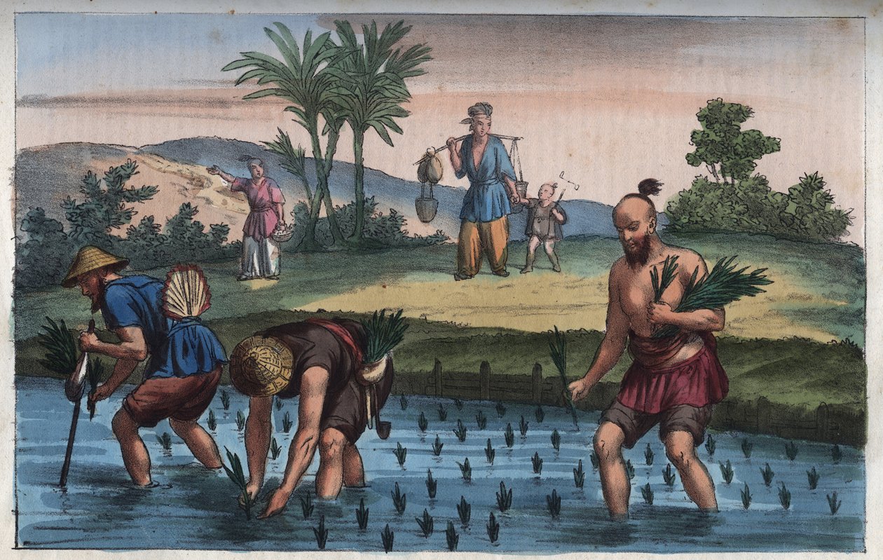 Rice Plantation, Kina (la ris) - gravyr från "" Seder och traditioner för alla folk i universum. Det vill säga historien om regeringen, om lagarna, om milisen, om religionen för alla nationer från de mest avlägsna tiderna till våra dagar "1856 av Anonymous Anonymous