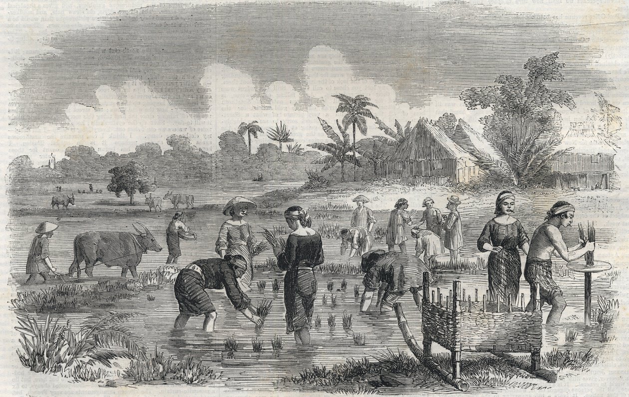 Risodling i Manila (Manilla) i Filippinerna 1864. (Plantering av ris i Manilla) Anonym gravyr. Privat samling. av Anonymous Anonymous