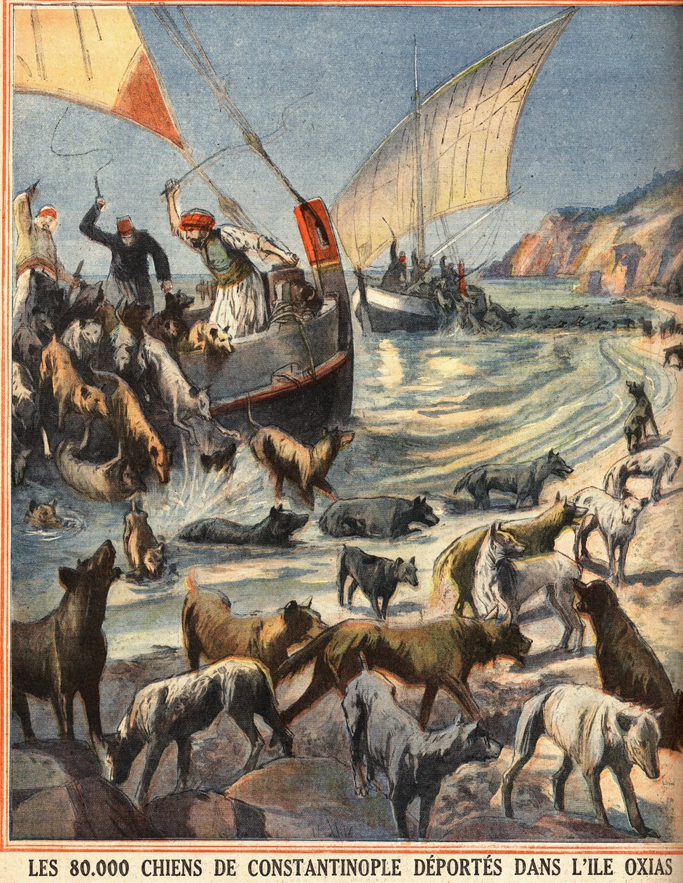 De 80 000 herrelösa hundarna från Konstantinopel (Istanbul, Turkiet) avgår till ön Oxias. Gravyr i "" Le petit parisien"" 1910-08-07. Privat samling. av Anonymous Anonymous