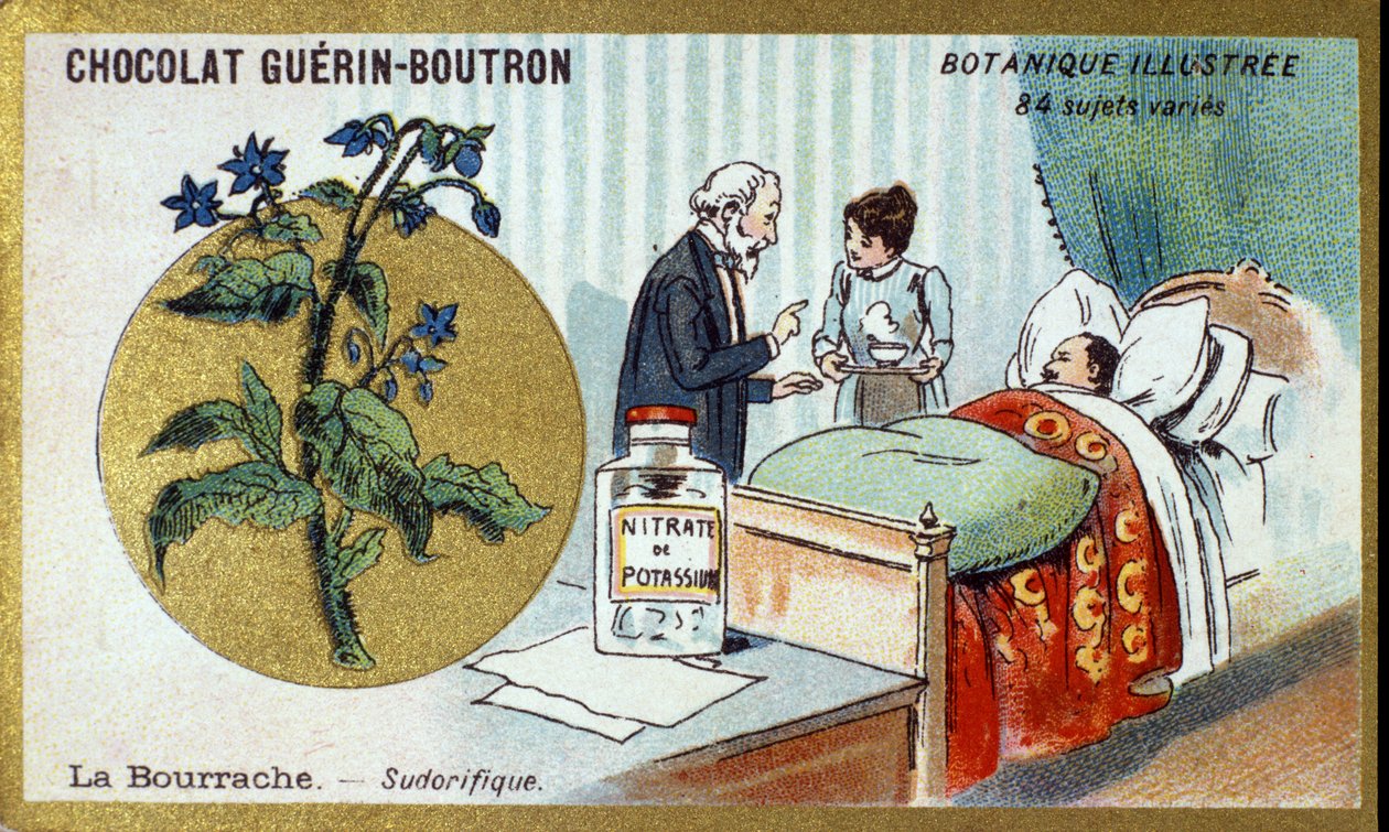 Gurkörten, diaforetiskt. Gravyr (kromo). Reklamkromolitografi för Guerin-Boutron-choklad, sent 1800-tal. Illustree Botanical Series. av Anonymous Anonymous