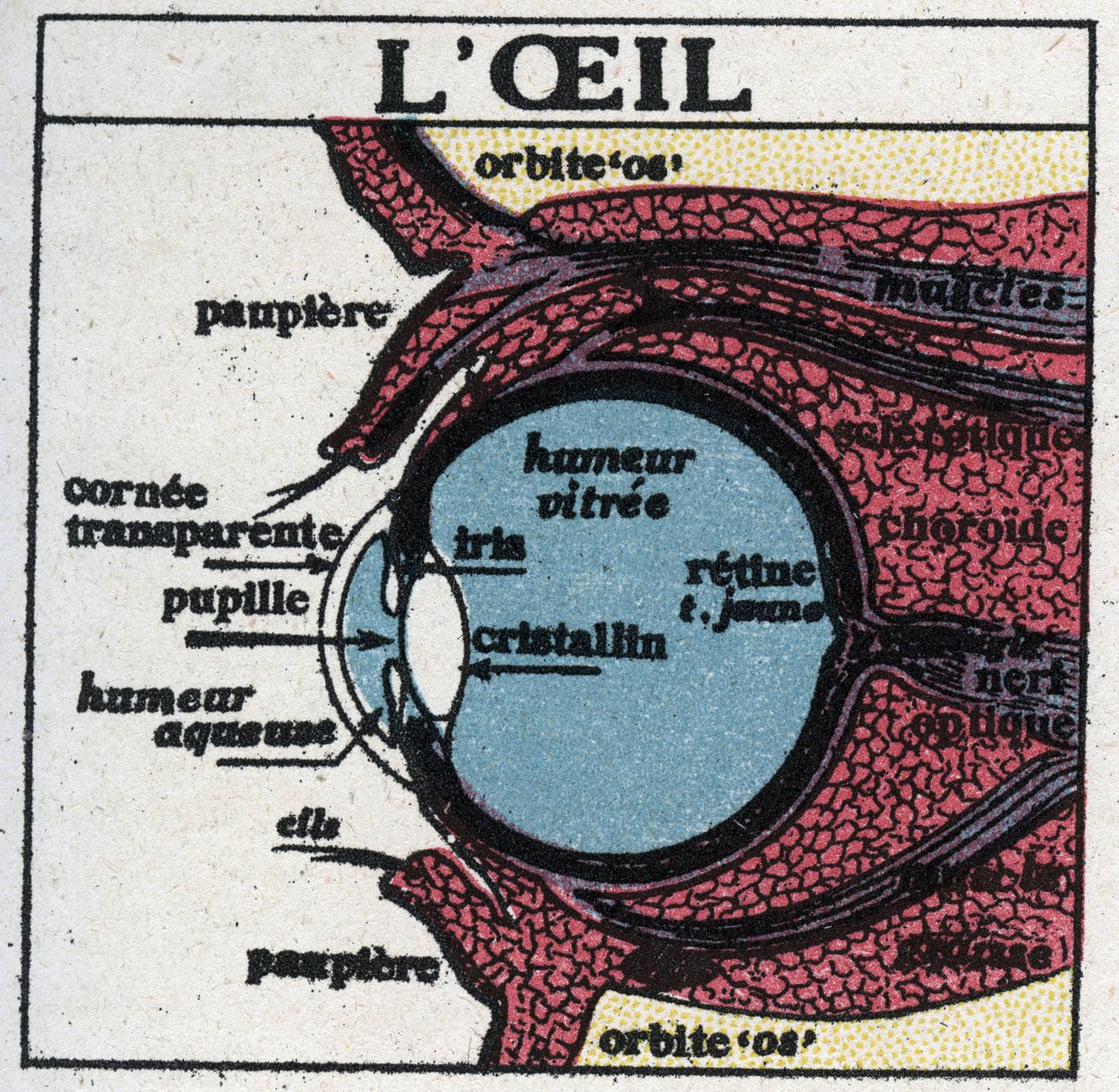 Ögat: tvärsnitt av ett mänskligt öga. Anonym illustration från 1925. Privat samling. av Anonymous Anonymous
