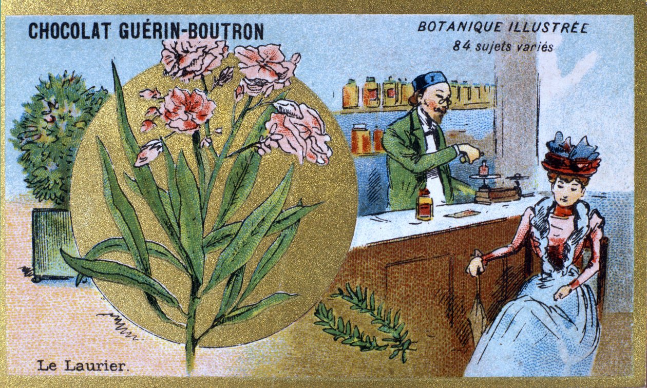 Lagerbladen. Gravyr (kromo). Reklamkromolitografi för Guerin-Boutron-choklad, sent 1800-tal. Illustree Botanical Series. av Anonymous Anonymous