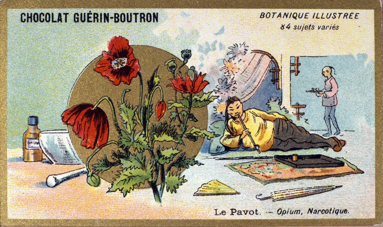 Vallmo: opium, narkotika. Gravyr (kromo). Reklamkromolitografi för Guerin-Boutron-choklad, sent 1800-tal. Illustree Botanical Series. av Anonymous Anonymous