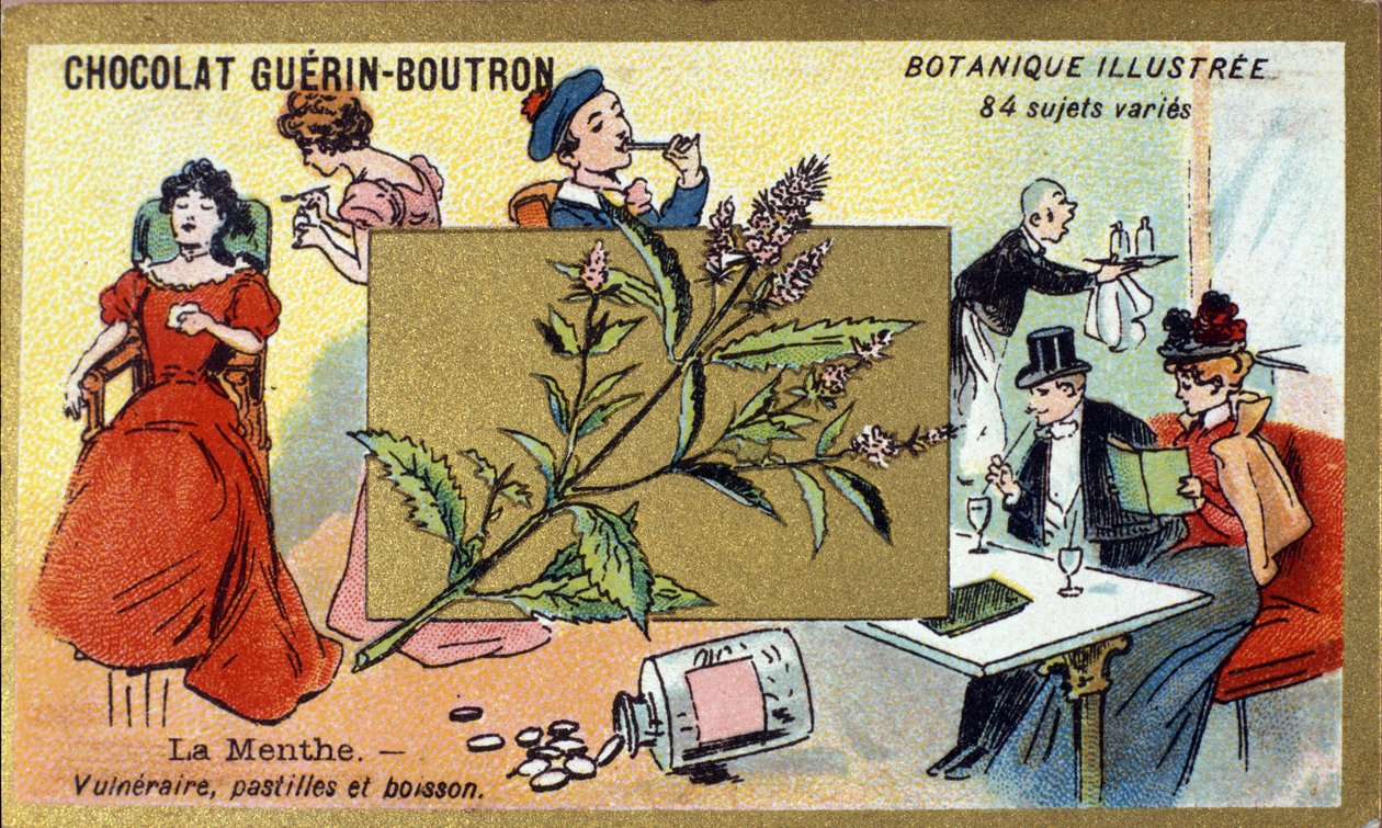 Sårbar mynta, pastiller och dryck. Gravyr (kromo). Reklamkromolitografi för Guerin-Boutron-choklad, sent 1800-tal. Illustree Botanical Series. av Anonymous Anonymous