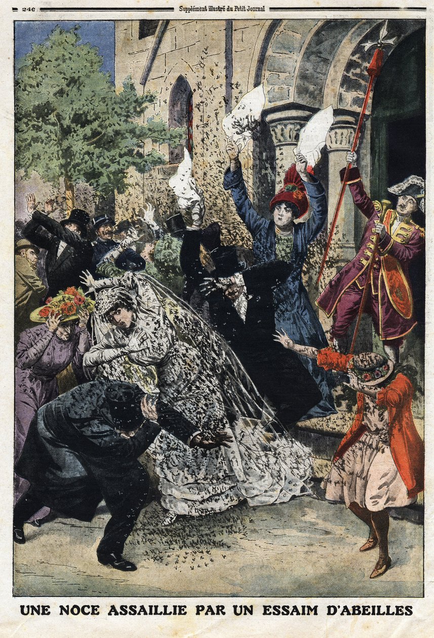 Wedding attackerades av en binsvärm. Gravyr i "" Le Petite Journal"", den 28/07/1912. Privat samling. av Anonymous Anonymous