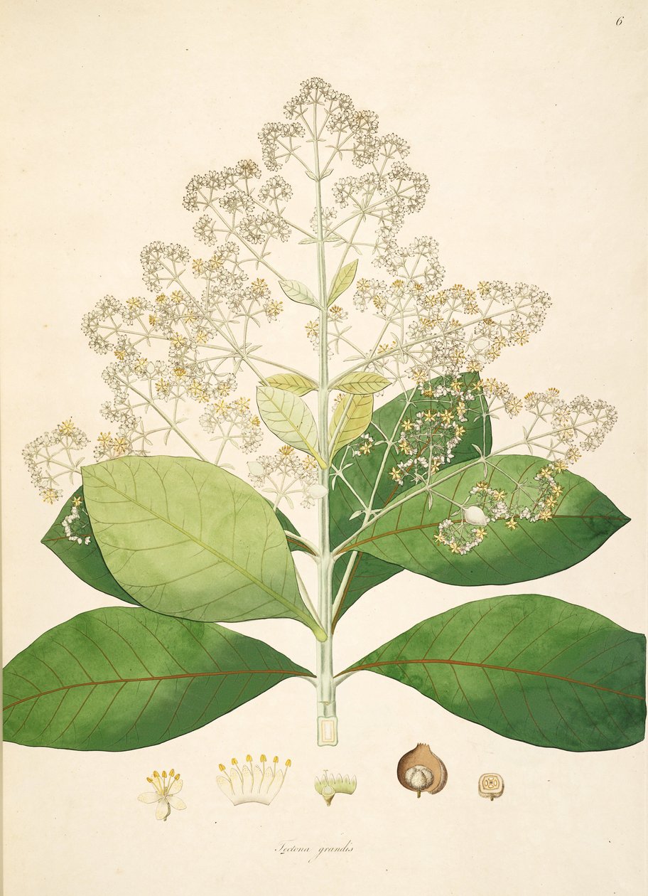 Illustration of Tectona grandis, Lamiaceae av anonymus