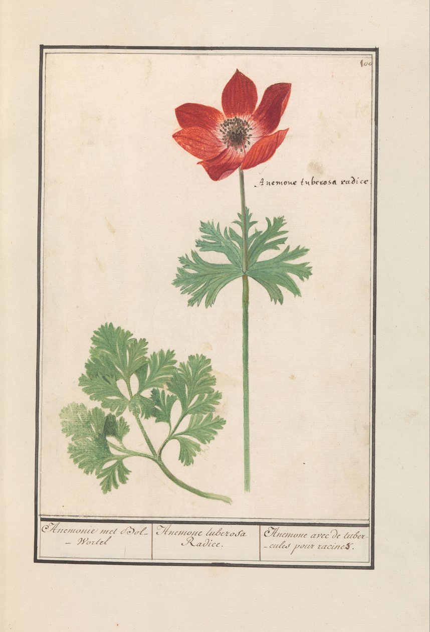 Anemoon (Anemone) Anemone met Bol-Wortel / Anemone tuberosa Radice. / Anemon med knölar för rötter (titel på objekt) av Anselmus Boëtius de Boodt
