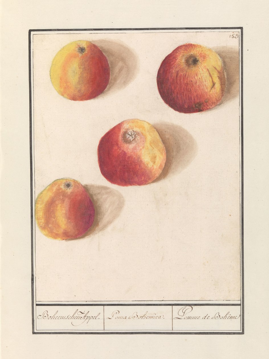 Äpple (Malus domestica) Bohemiskt överklagande. / Poma Bohemica. / Pomme de Bohême (titel på objekt) av Anselmus Boëtius de Boodt