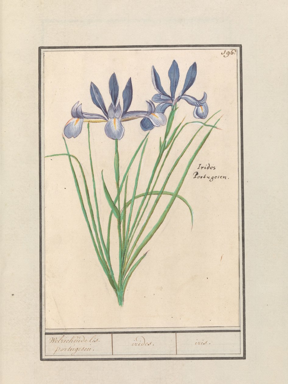 Blå iris (Iris sibirica) Luktande orris. portugisiska. / irider. / iris. (titel på objekt) av Anselmus Boëtius de Boodt