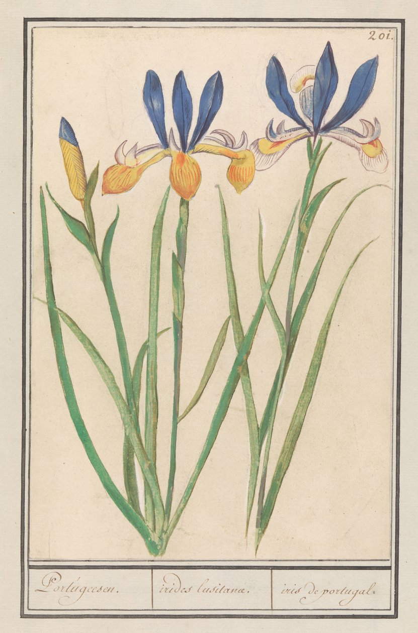 Blauwgele lis (sibirisk iris) portugisiska / Lusitanska regnbågar / iris från portugal (titel på objekt) av Anselmus Boëtius de Boodt